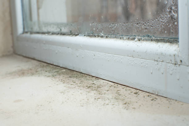 Best Mold Damage Restoration  in La Vista, NE